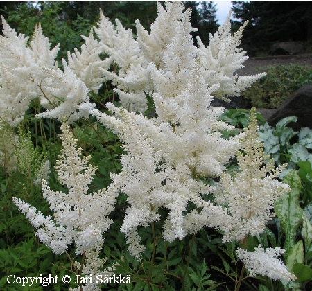 Astilbe Arendsii-Ryhm 'Weisse Gloria'